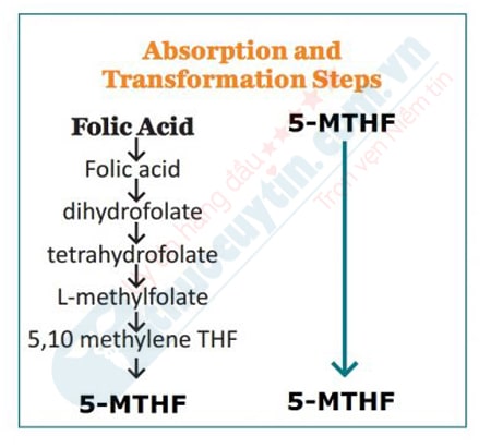 các tác hai khi bổ sung thiếu axit folic