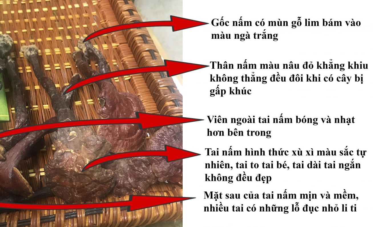 NẤM LIM XANH, SẢN VẬT TỪ THIÊN NHIÊN