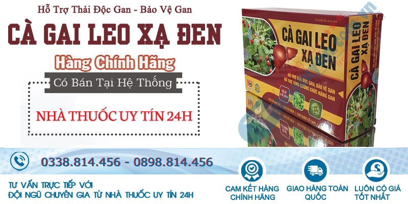 Cà gai leo xạ đen điều trị suy giảm chức năng gan