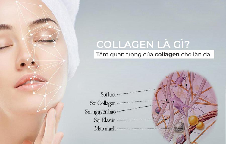 collagen là gì? Có vai trò gì đối với cơ thể
