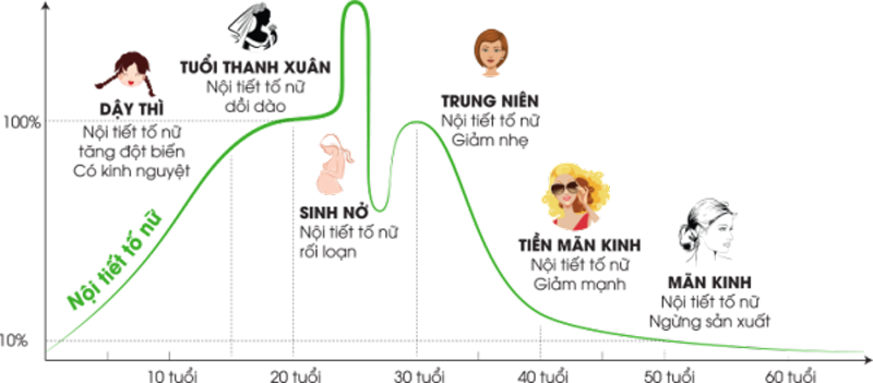 Thay đổi Estrogen ở phụ nữ theo độ tuổi