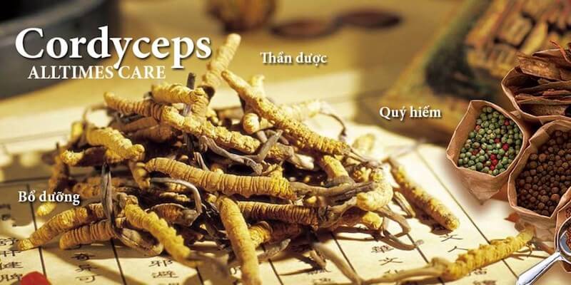 Thành phần của Alltimes care Cordyceps