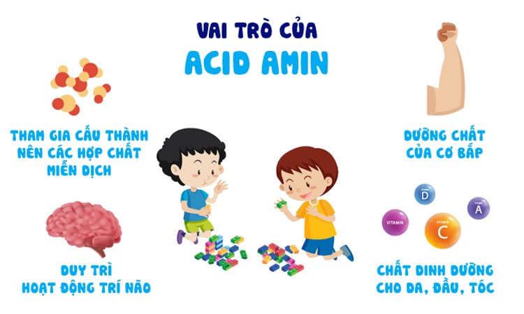 vai trò của acid amin đối với cơ thể